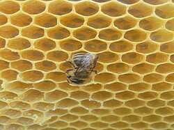 Honigbiene auf einer Wabe
