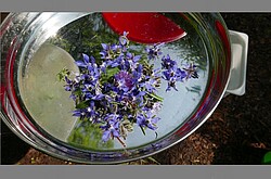 Das Foto zeigt eine Schüssel mit Wasser. Auf der Wasseroberfläche schwimmen unterschiedliche lilafarbene Blüten.