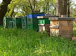 Bienenstöcke nahe des Ökogartens der PH