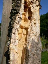 Nest der Holzbiene, vom Specht geplündert