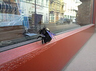 Die seltene Holzbiene paart sich mitten in der Stadt, nahe der Brückenstraße