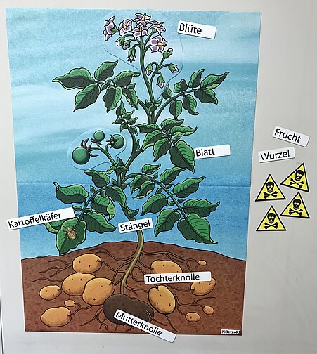 Plakat - Kartoffelpflanze (deutsch)