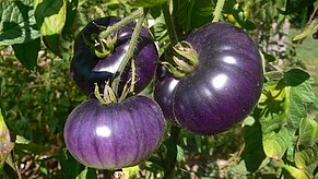 Sortenvielfalt bei Tomaten im Ökogarten