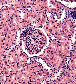 Glomerulus in der Bowman-Kapsel