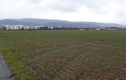 Getreidefeld in der Bahnstadt.