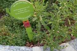 Das Foto zeigt ein Beet mit einer in den Boden beschrifteten Erklärung zur Pflanze.