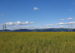 Foto Feld mit Bergstraße