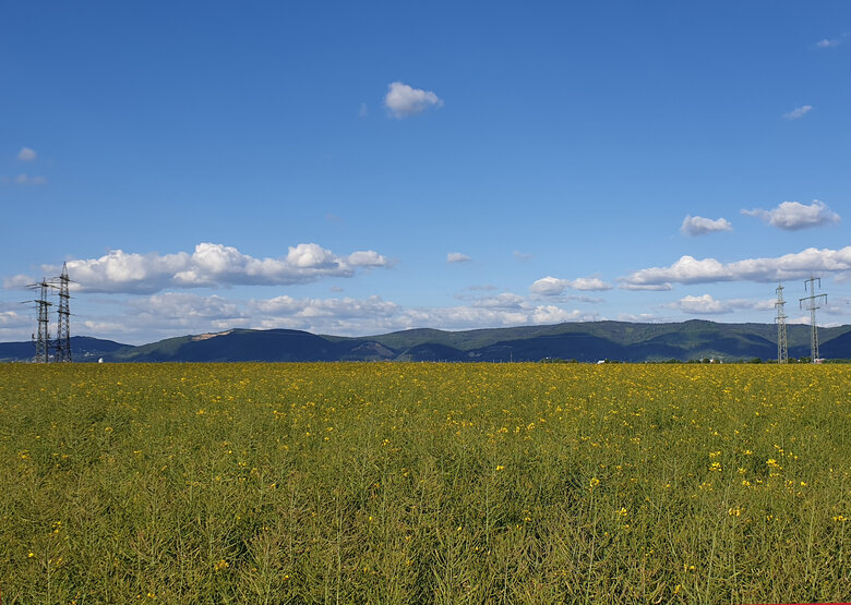 Foto Feld mit Bergstraße