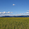 Foto Feld mit Bergstraße