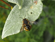 Die Garten-Wollbiene ist gar nicht so selten.