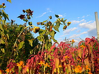 Amaranthus