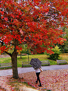 Baumkrone mit Person und Regenschirm