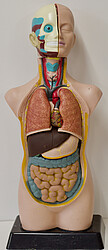 Menschlicher Torso mit herausnehmbaren Organen aus Plastik