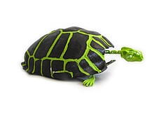 3D-Druck Schildkröte
