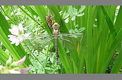 Das Bild zeigt eine Libelle im grünen Gras. Coypright Lissy Jäkel