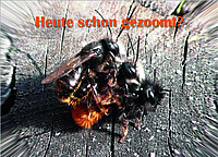 Postkartenmotiv, das zur Werbung verteilt wird: Die Gehörnte Mauerbiene beim Paarungsversuch.
