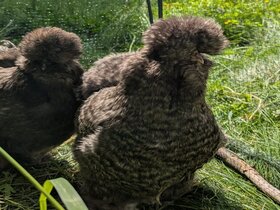 Zu sehen sind zwei Hühner.