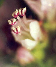 Blüte der Pfefferminze mit den für Lippenbltler typischen vier Staubblättern
