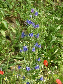 Der Natternkopf in der Blüte.