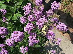 lila Blumen im Ökogarten.