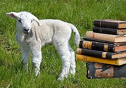 geschorenes Schaf was neben einem Bücherstapel steht.