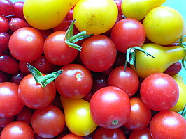 Tomatensorten gelb und rot