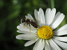 Rothaarige Schneckenhausbiene auf Gänseblümchen