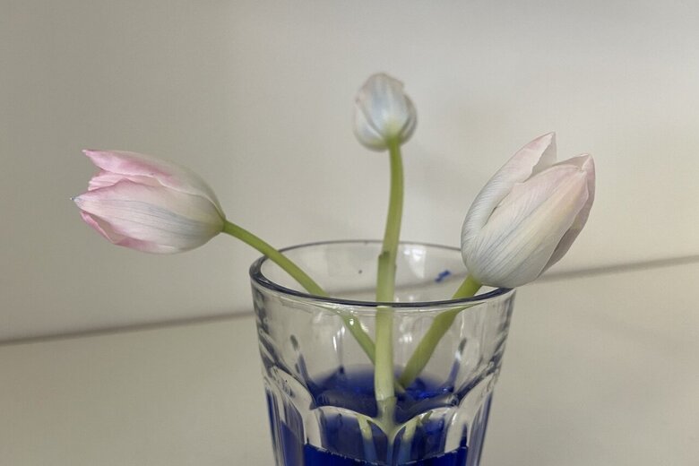 Experiment Blume