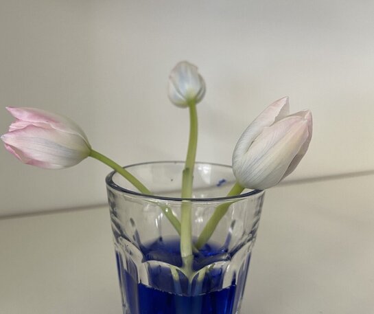 Experiment Blume