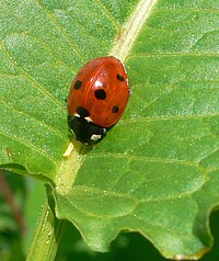 Siebenpunkt Marienkäfer