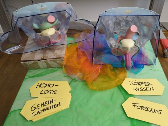 Das Foto zeigt Modelle von Geschlechtsorganen.