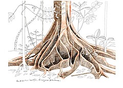 Zeichnung des Wurzelwerkes eines Baums.