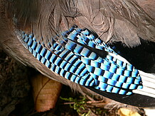 blaue Strukturfarbe beim Eichelhäher
