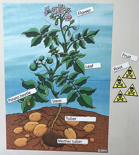 Plakat - Kartoffelpflanze (englisch)