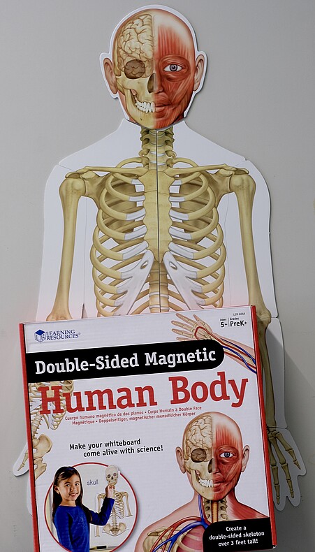 Das magnetische Skelett ist wie ein Puzzle aufgebaut, die einzelnen Skelettteile sind also auf verschiedenen Magnetplatten abgebildet und lassen sich zu einem vollständigen Skelett zusammensetzen. Die Magnettafeln sind beidseitig nutzbar. Eine genauere Beschreibung liefert der Text unterhalb des Bildes.