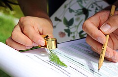 Auf dem Symbolbild sieht man primär die Hände zweier Personen. Die eine hält eine Lupe, die auf eine Pflantze gerichtet ist. Die andere einen Stift, mit dem sie auf einem Klemmbrett schreibt. Copyright: PH Heidelberg.