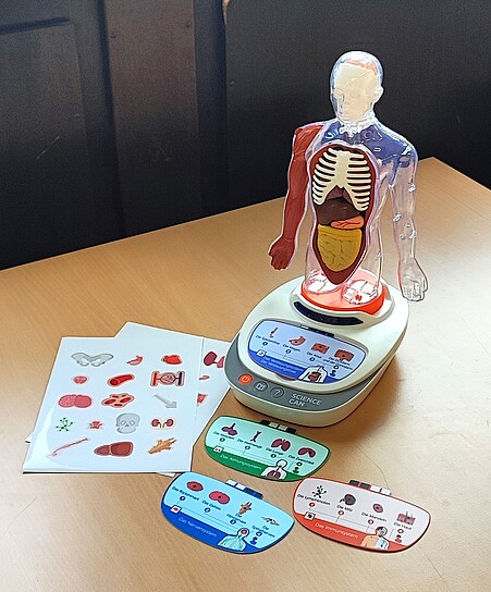 33D-Körpermodell mit herausnehmbaren Organen