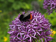 Steinhummel auf einem Lauch