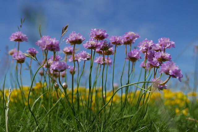 Zu sehen sind Blumen auf der Insel Hallig Hooge.