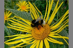 Hummel auf einer gelben Blume.