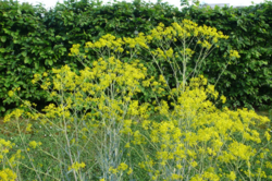 gelbe Blumen im Färberwald im Ökogarten.