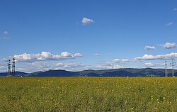 Das Bild zeigt eine Wiese mit gelben Blumen und Bergen im Hintergrund.