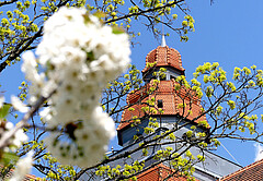 Das Symbolbild zeigt eine Kirschblüte in voller Pracht. Im Hintergrund sieht man verschwommen den Altbau der Hochschule.