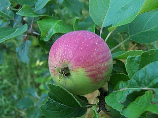 Gewürzluiken - eine Apfelsorte der Streuobstwiese