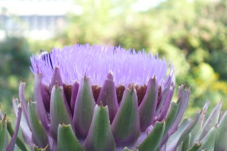 Artischocke in Blüte