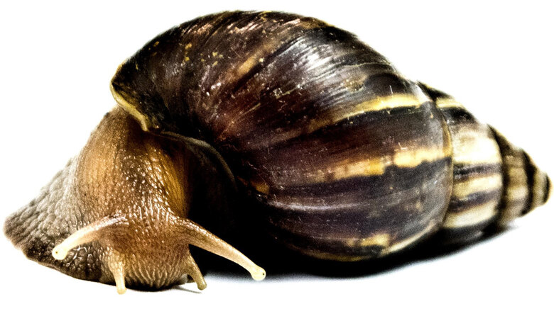 Bild Große Achatschnecke