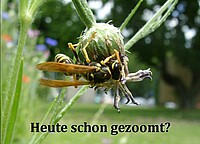 Postkartenmotiv, das zur Werbung verteilt wird: Eine Wespe auf einer verblühten Kornblume.