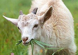 Das Bild zeigt eine Ziege die Gras im Mund hat.