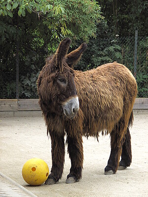 Esel mit Ball