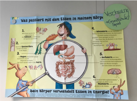 Ein Plakat zum Thema Verdauung.